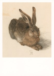 Dürer Albrecht; Junger Feldhase