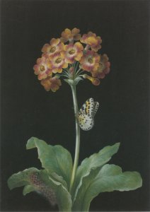 Dietzsch Barbara Regina; Orangerote Aurikel (Primula auricula) mit Stachelbeer-Harlekin und sich einspinnender Raupe