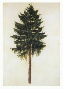 Dürer Albrecht; Fichte , 1496