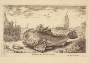 Flamen Albert; Cuculus , 1664