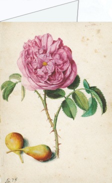Flegel Georg; Batavische Rose und zwei Birnen