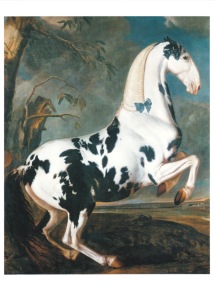 Hamilton Johann Georg von ; Bildnis eines Schecken aus dem Eisgruber Gestüt in der Levade , ca. 1700