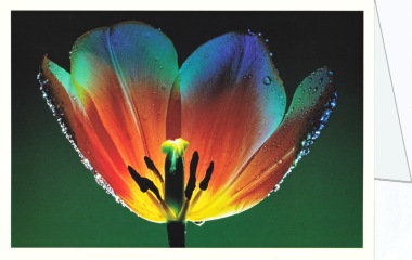 Iseli Alfons; Tulip
