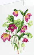 Crosthwaite Sally; Verschiedenfarbige Christrosen