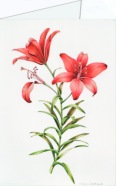 Crosthwaite Sally; Feuerlilie II