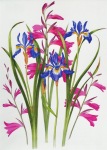 Crosthwaite Sally; Gladiole und Iris