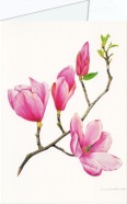 Crosthwaite Sally; Magnolie