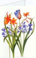 Crosthwaite Sally; Schmucklilien und Gartenmontbretie