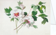 Cust Lucy Caroline Cockayne; Paeonia suffructicosa , 1815
