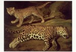 Cuyp Jacob Gerritsz.; Two Jaguars , 1639