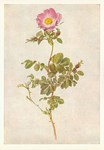 Daffinger Moritz Michael; Heckenrose