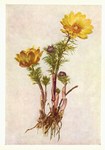 Daffinger Moritz Michael; Teufelsauge - Frühlings-Adonisröschen