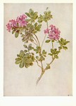 Daffinger Moritz Michael; Alpenrose