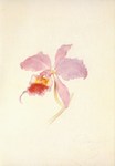 Daffinger Moritz Michael; Orchidee
