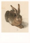 Duerer Albert; Young Hare