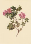 Daffinger Moritz Michael; Alpenrose
