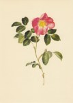 Daffinger Moritz Michael; Französische Rose