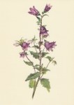 Daffinger Moritz Michael; Glockenblume