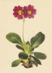 Daffinger Moritz Michael; Weichhaarige Primel