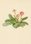 Daffinger Moritz Michael; Gemeine stengellose Primel