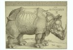 Dürer Albrecht; Das Rhinozeros (Rhinocerus ) , 1515