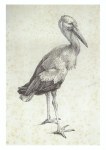 Duerer Albert; Study of a Stork , around 1500