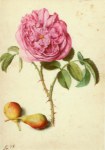 Flegel Georg; Batavische Rose und zwei Birnen