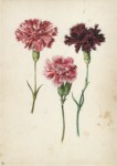 Flegel Georg; Drei Gartennelken