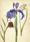 Flegel Georg; Iris, Narzisse, Fritillaria