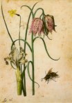 Flegel Georg; Iris , Narzisse , Schachbrettblume und Hornisse