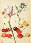 Flegel Georg; Kirschen, Iris, Winde
