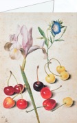 Flegel Georg; Kirschen, Iris, Winde