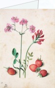 Flegel Georg; Kuckucks-Lichtnelke, Hahnenkopf, Erdbeeren