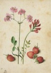 Flegel Georg; Kuckucks-Lichtnelke, Hahnenkopf, Erdbeeren