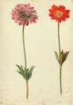 Flegel Georg; Prunk- und Strahl-Anemone