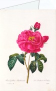 Redouté Pierre-Joseph; Rosa Gallica Aurelianensis , 1835