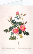 Redouté Pierre-Joseph; Rosa Rubiginosa flore semipleno , 1817