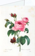Redouté Pierre-Joseph; Rosa centifolia , 1835