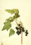 Flegel Georg; Schwarze Johannisbeere