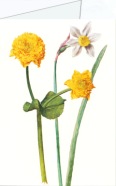 Flegel Georg; Sumpfdotterblume, Narzisse