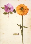 Flegel Georg; Syrischer Roseneibisch, Ringelblume und Rotschwanz