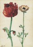 Flegel Georg; Tulpe und Gartenranunkel , KdZ 7674