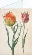 Flegel Georg; Zwei Tulpen