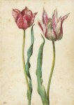Flegel Georg; Zwei Tulpen , KdZ 7580