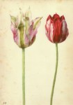 Flegel Georg; Zwei Tulpen