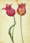 Flegel Georg; Zwei Tulpen , ca. 1630