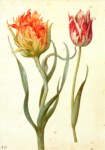 Flegel Georg; Zwei Tulpen