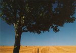 Frerk Peter; Baum im Feld