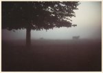 Frerk Peter; Nebel