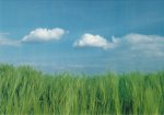 Frerk Peter; Wolke und Roggen